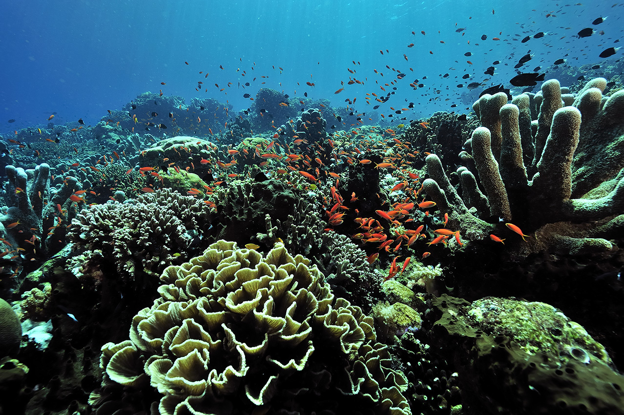 Platier corallien près de la surface avec des coraux durs et des barbiers nains – Indonésie