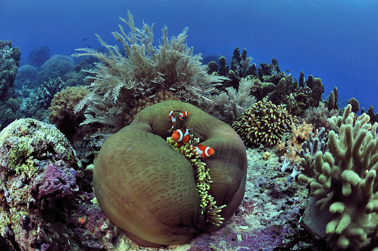 Un platier corallien avec une anémone, des poissons clowns, des hydroïdes et des coraux durs ou madrépores – Indonésie