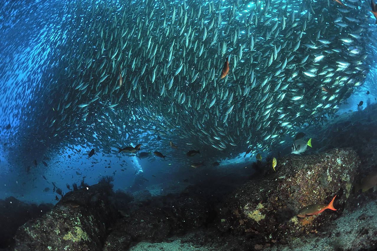 Un plongeur près d'un très gros banc de chinchards à gros yeux – Mexique