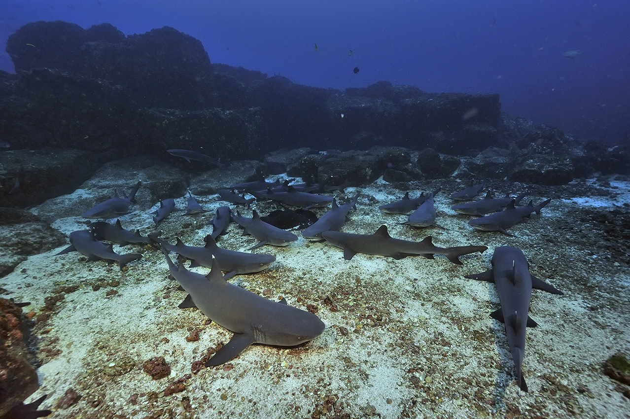 Groupe de requins pointe blanche de récif autour d'une raie pastenague à taches noires - Costa Rica