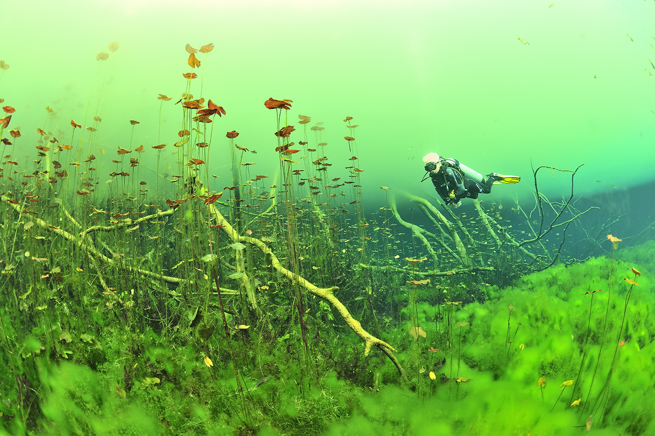 Une plongeuse au-dessus du fond du cénote recouvert d'algues et de plantes aquatiques – Mexique