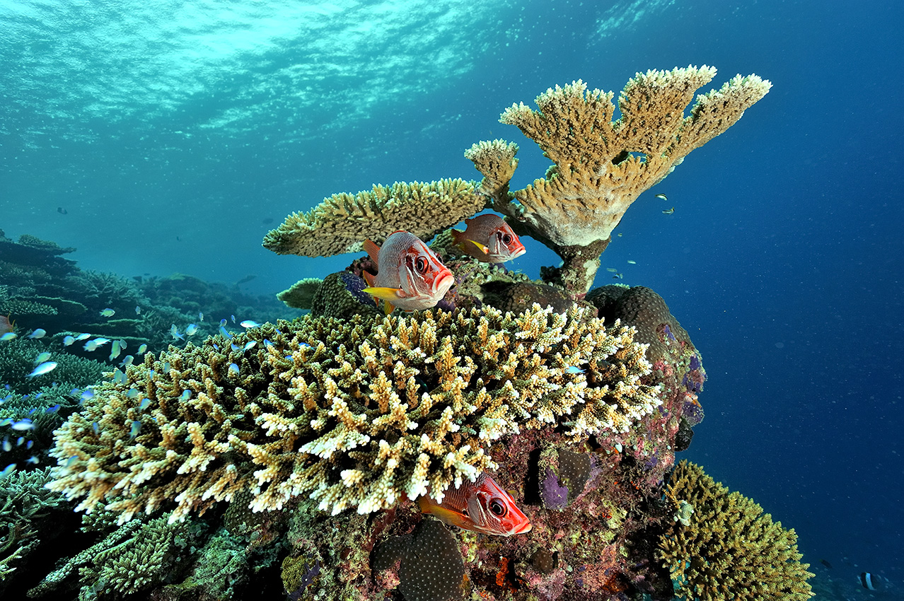 Poissons-écureuils à épine au-dessus de tables de coraux durs – Maldives