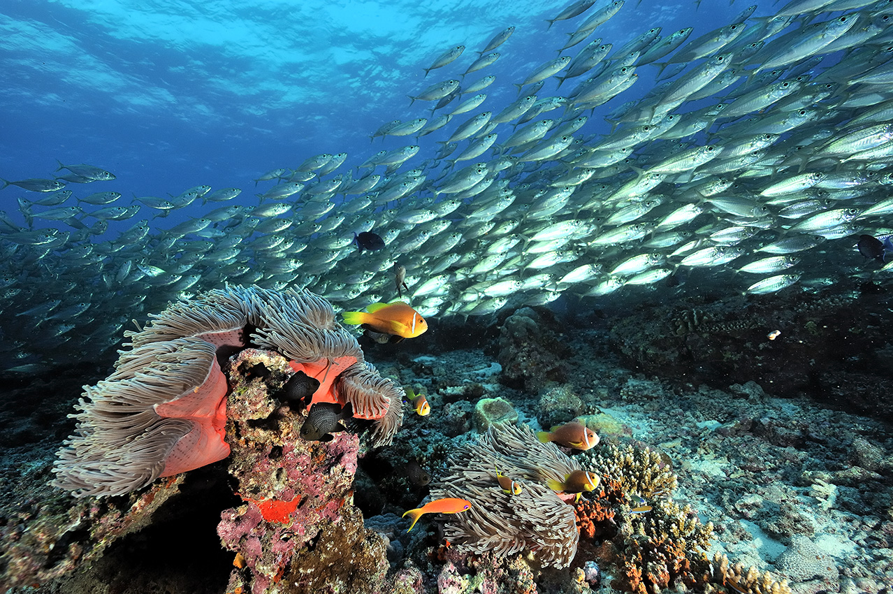 Banc de comètes maquereaux sur le récif avec des poissons-clowns dans des anémones – Maldives