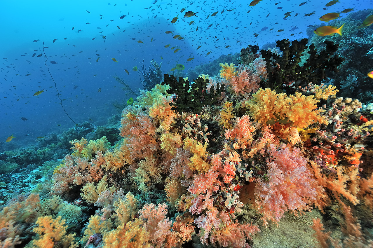 Fonds marins avec des coraux durs, coraux mous, autres invertébrés et des poissons comme ces barbiers rouges – Maldives