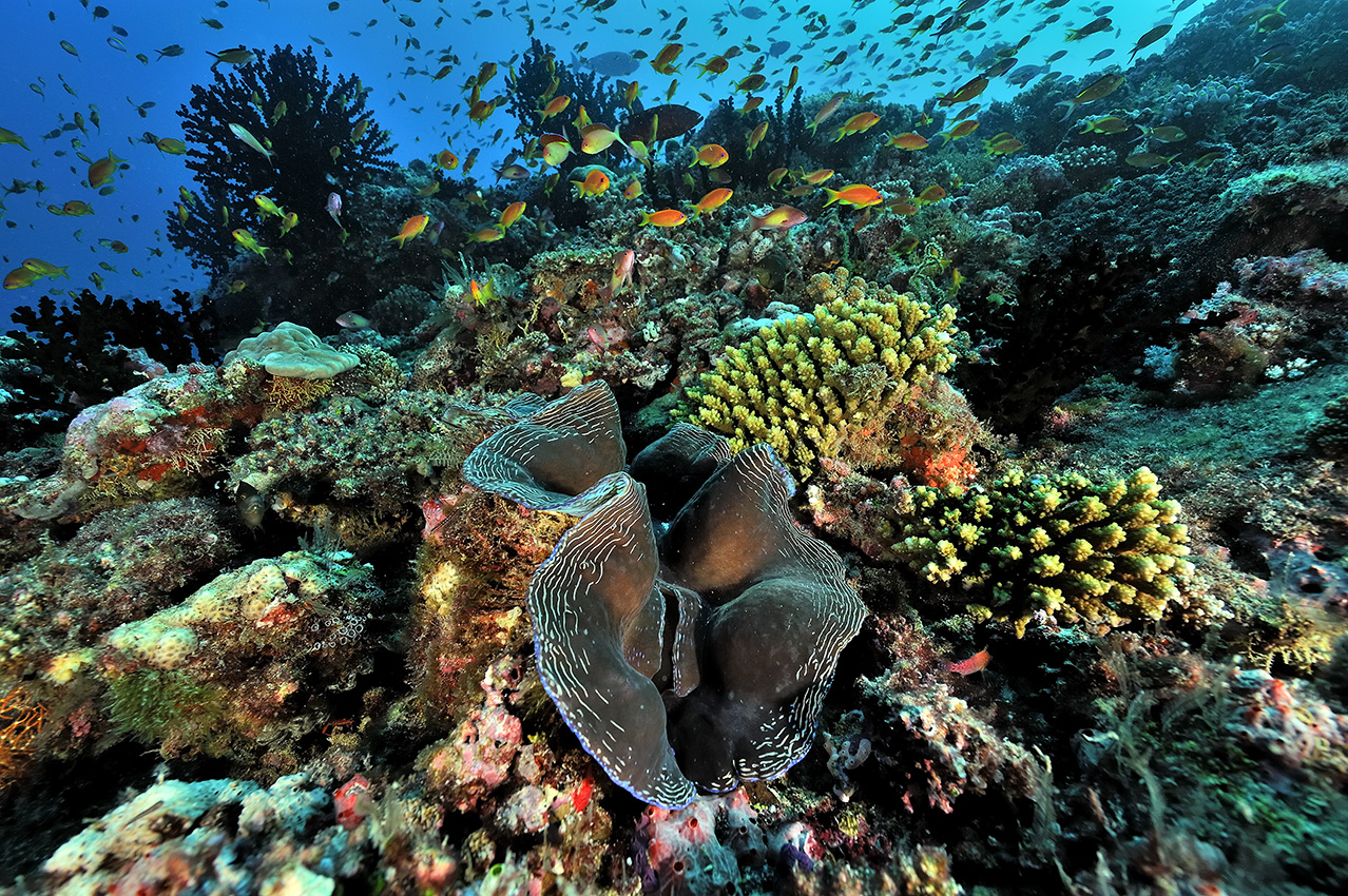 Un bénitier sur un récif avec des coraux durs, et autres invertébrés et des barbiers rouges – Maldives