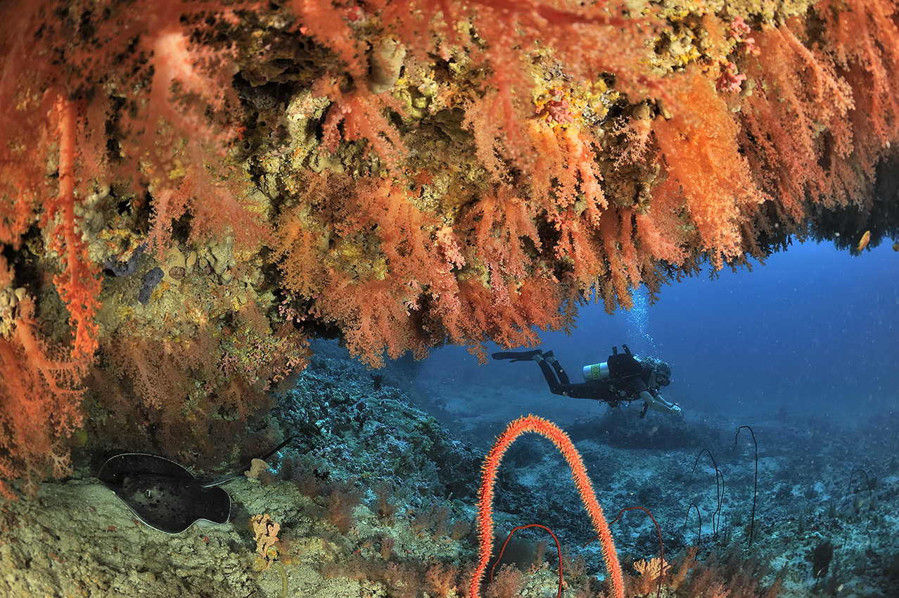 Un plongeur le long d'un tombant recouvert de coraux mous avec une raie pastenague – Maldives