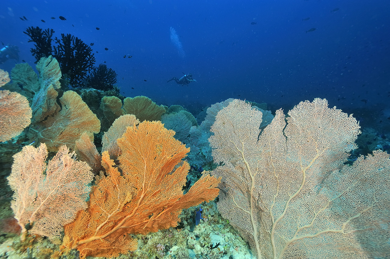 Plongeurs au-dessus d'une forêt de gorgones géantes – Maldives