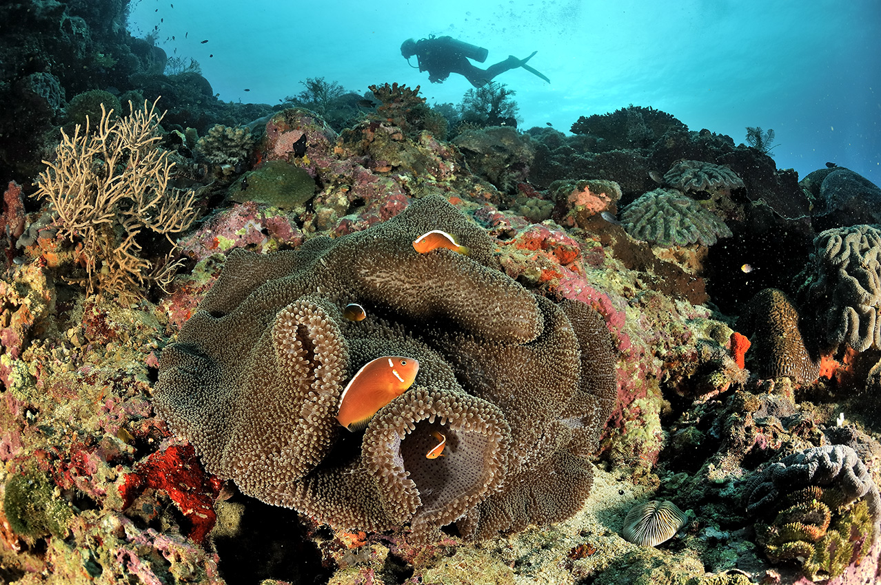 Plongeur au-dessus d'un récif des poissons-clowns dans une anémone de mer – Philippines