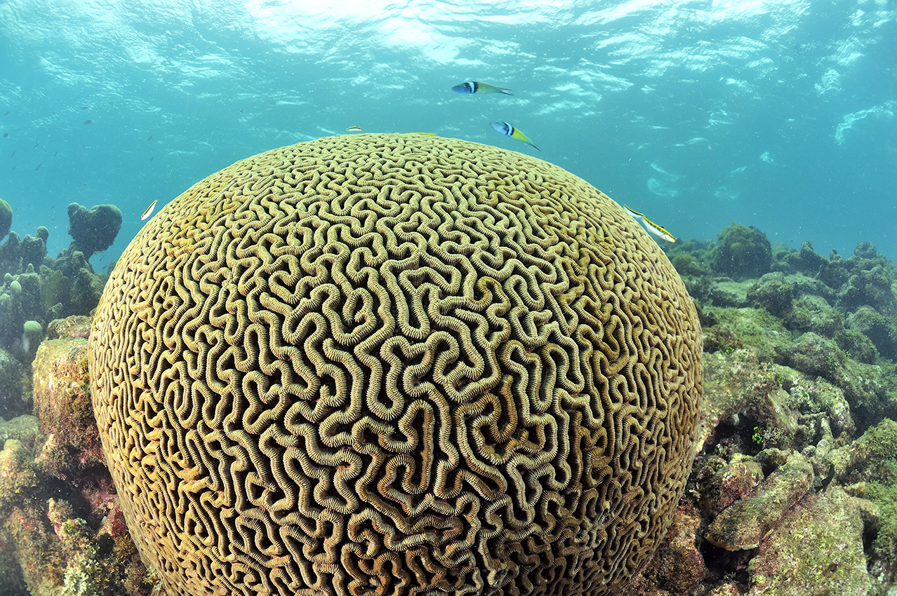 Un corail dur ou madrépore cerveau de Neptune – Guadeloupe