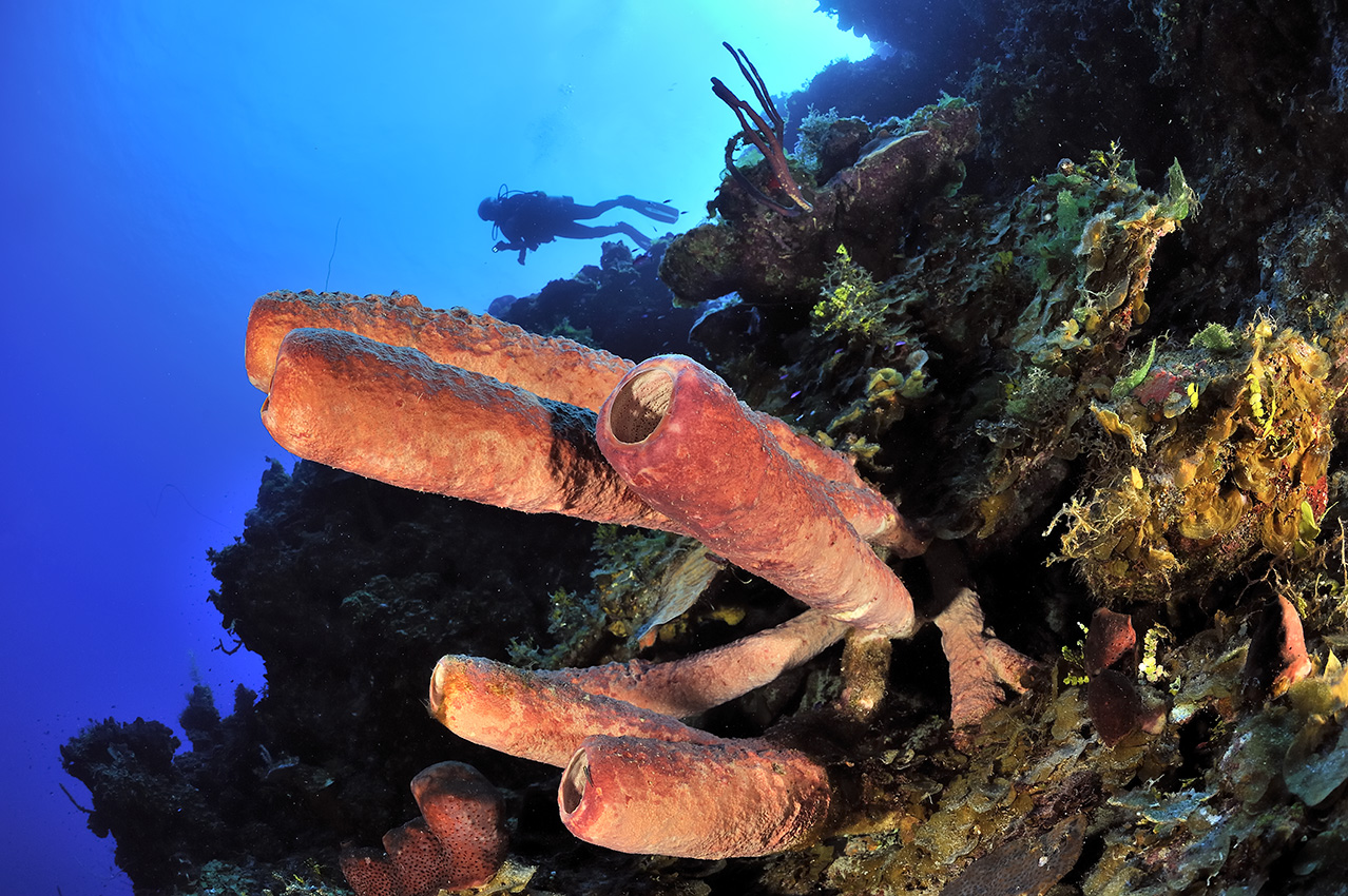 Un plongeur sur le tombant avec des éponges tubulaires violettes – Bahamas