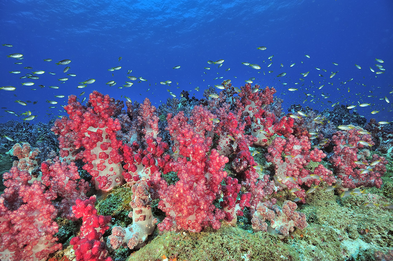 Un récif recouvert de coraux mous avec des chromis – Oman