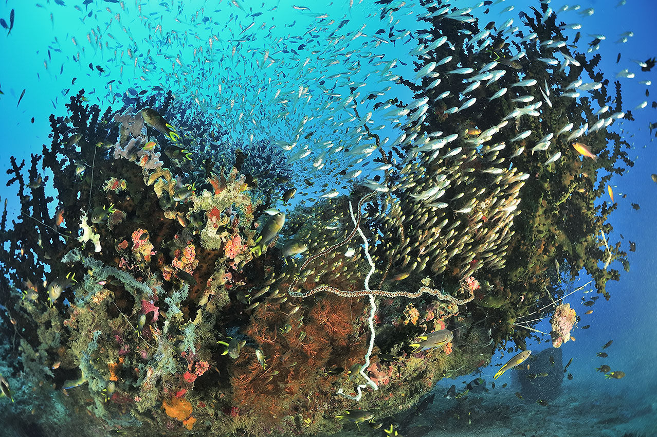 Fonds marins : corail tubastrée arborescente, barbiers rouges, chromis, poissons-hachettes nains et coraux mous, éponges et autres invertébrés  - Madagascar