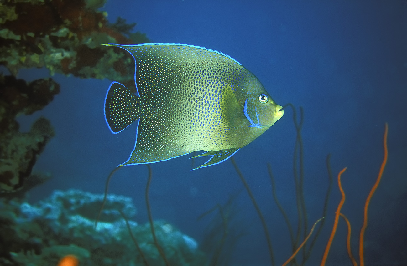 Un poisson-ange à demi cercles (Pomacanthus semicirculatus) - Nouvelle Calédonie