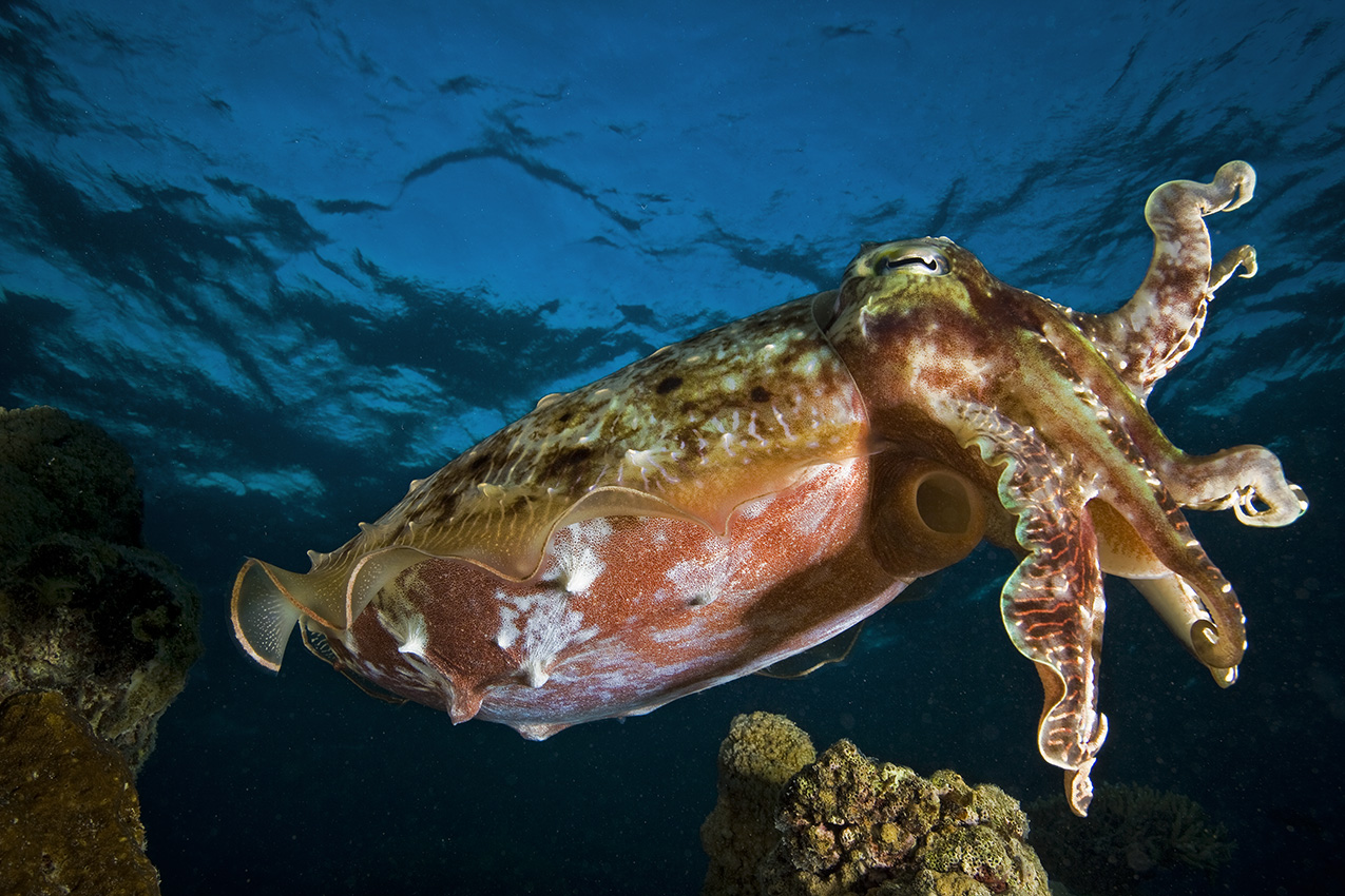 Une seiche à tentacules larges (Sepia latimanus) - Nouvelle Calédonie