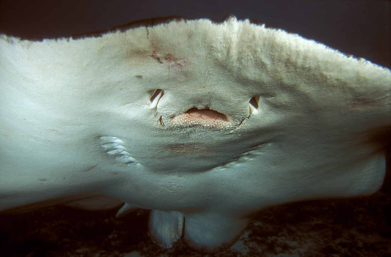 La face ventrale d’une raie pastenague à taches noires – Maldives