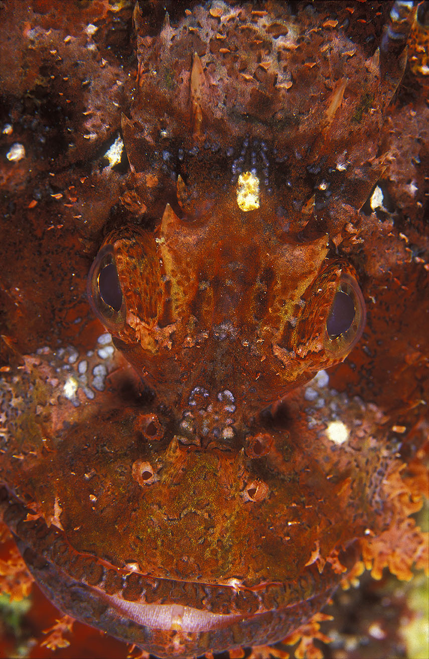 Gros plan de la tête d'un poisson-scorpion à houppes – Maldives