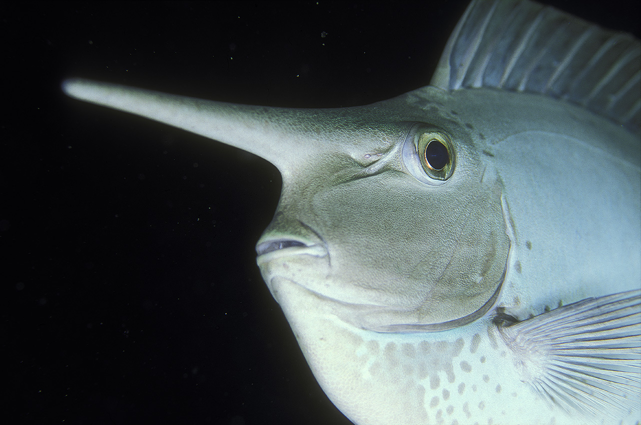 La tête d'un nason licorne – Maldives