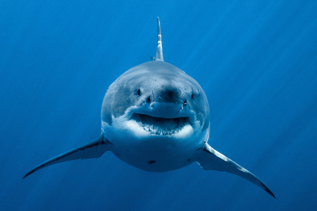 Un grand requin blanc de face - Mexique