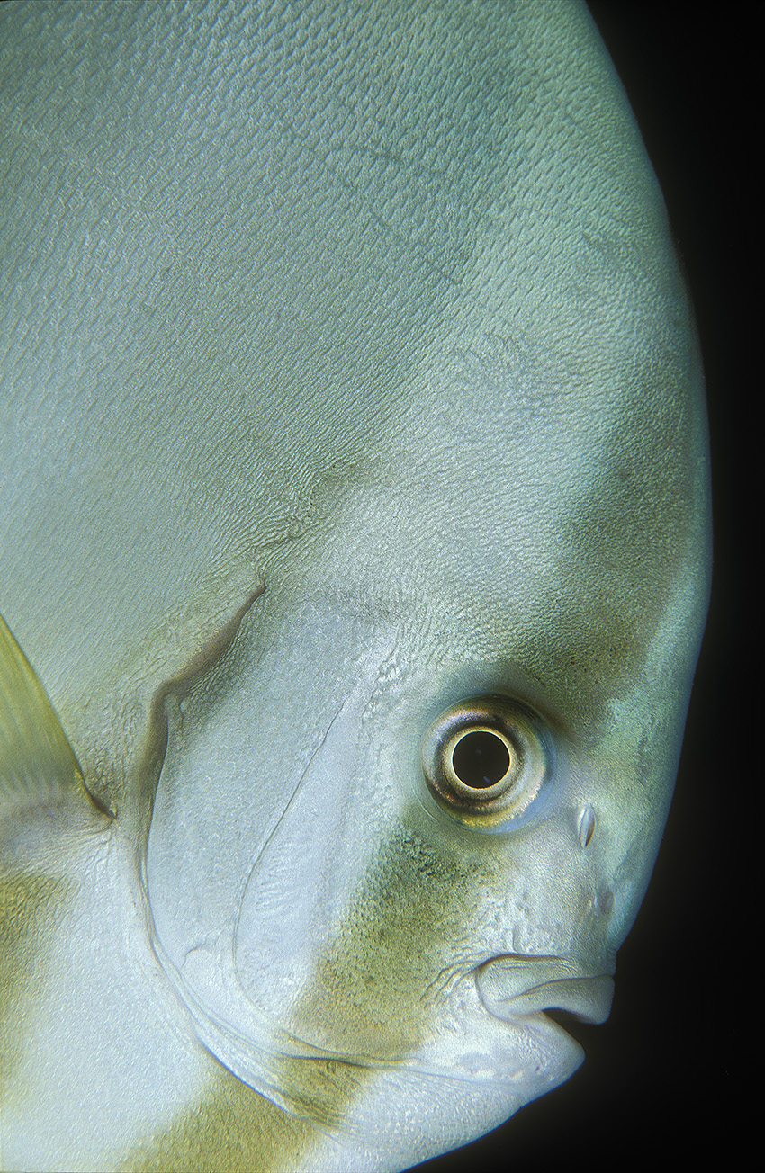 Gros plan de la tête d'un platax à longues nageoires – Maldives