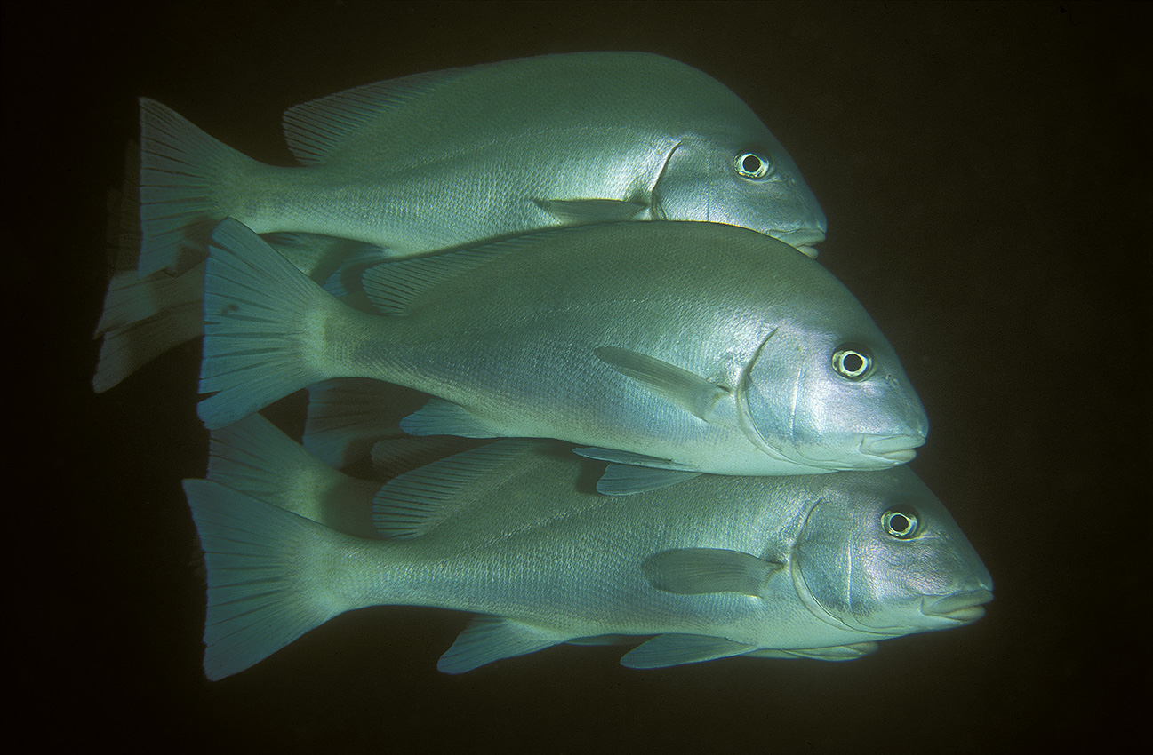 Des diagrammes ménestrels - Tanzanie