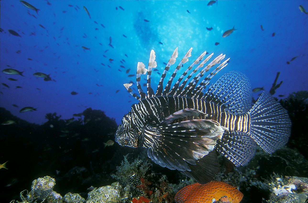 Une rascasse volante – Maldives