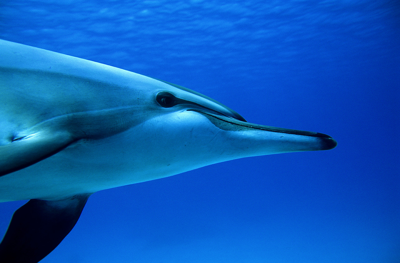 Gros plan de la tête d'un dauphin stenelle à long bec - Egypte