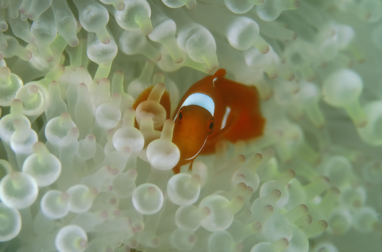 Un poisson-clown à joues épineuses dans une anémone de mer à bouts renflés blanchie - Papouasie-Nouvelle Guinée