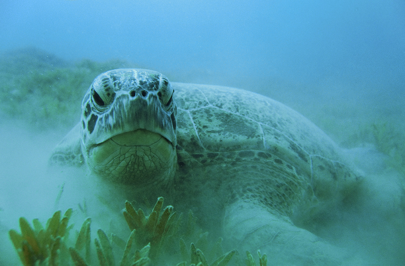 Gros plan d'une tortue verte dans un herbier - Egypte