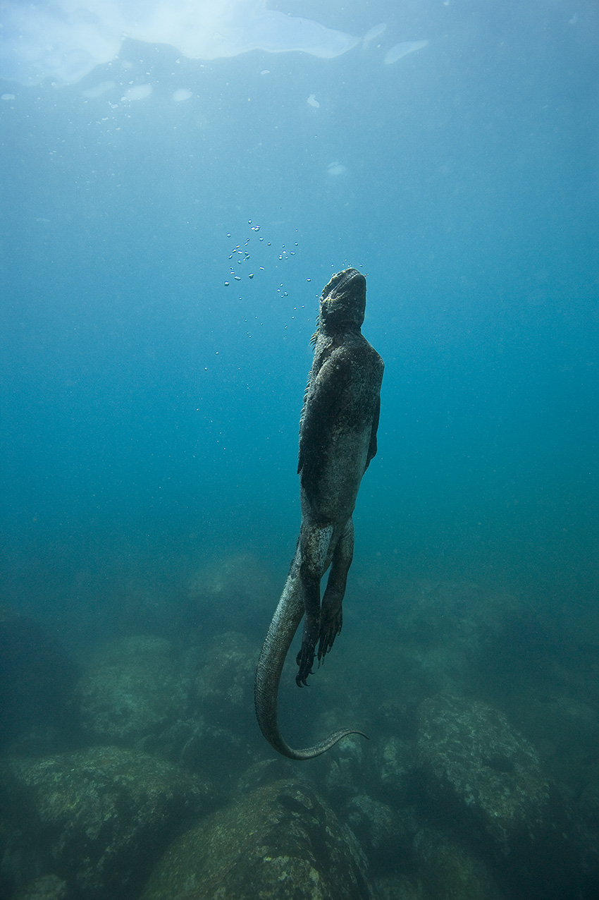 Un iguane marin nageant vers la surface - Equateur