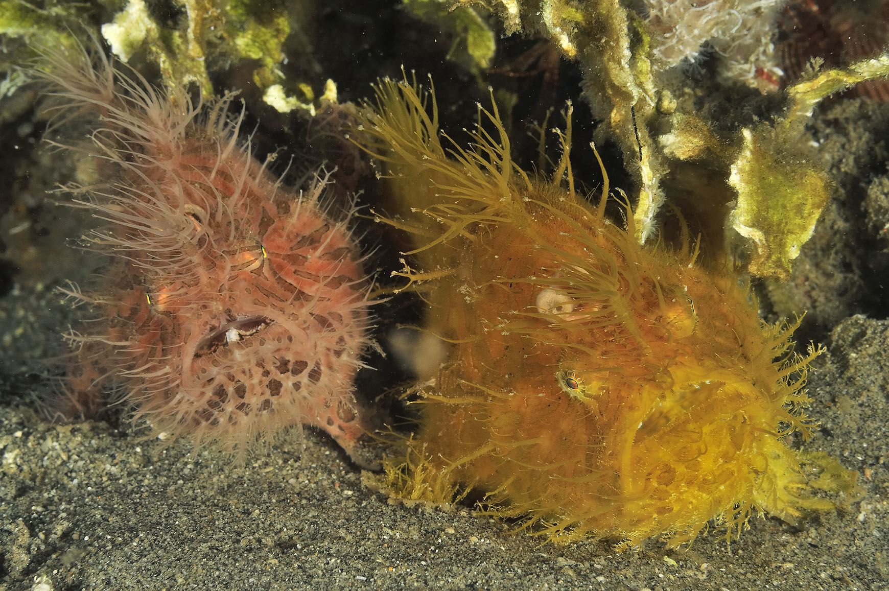 Un couple de poissons-crapauds ou antennaires striés – Philippines