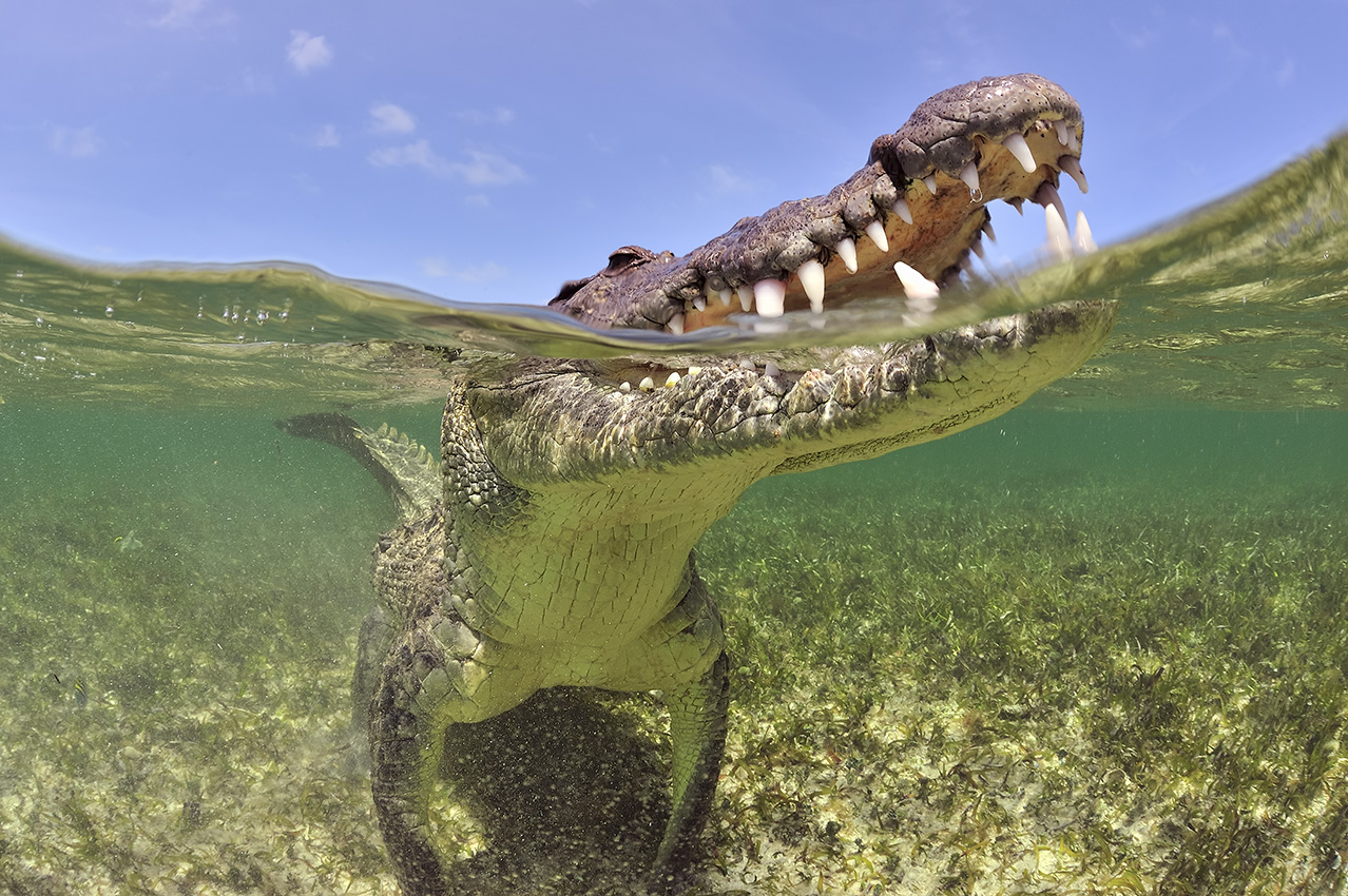 Un crocodile américain – Mexique