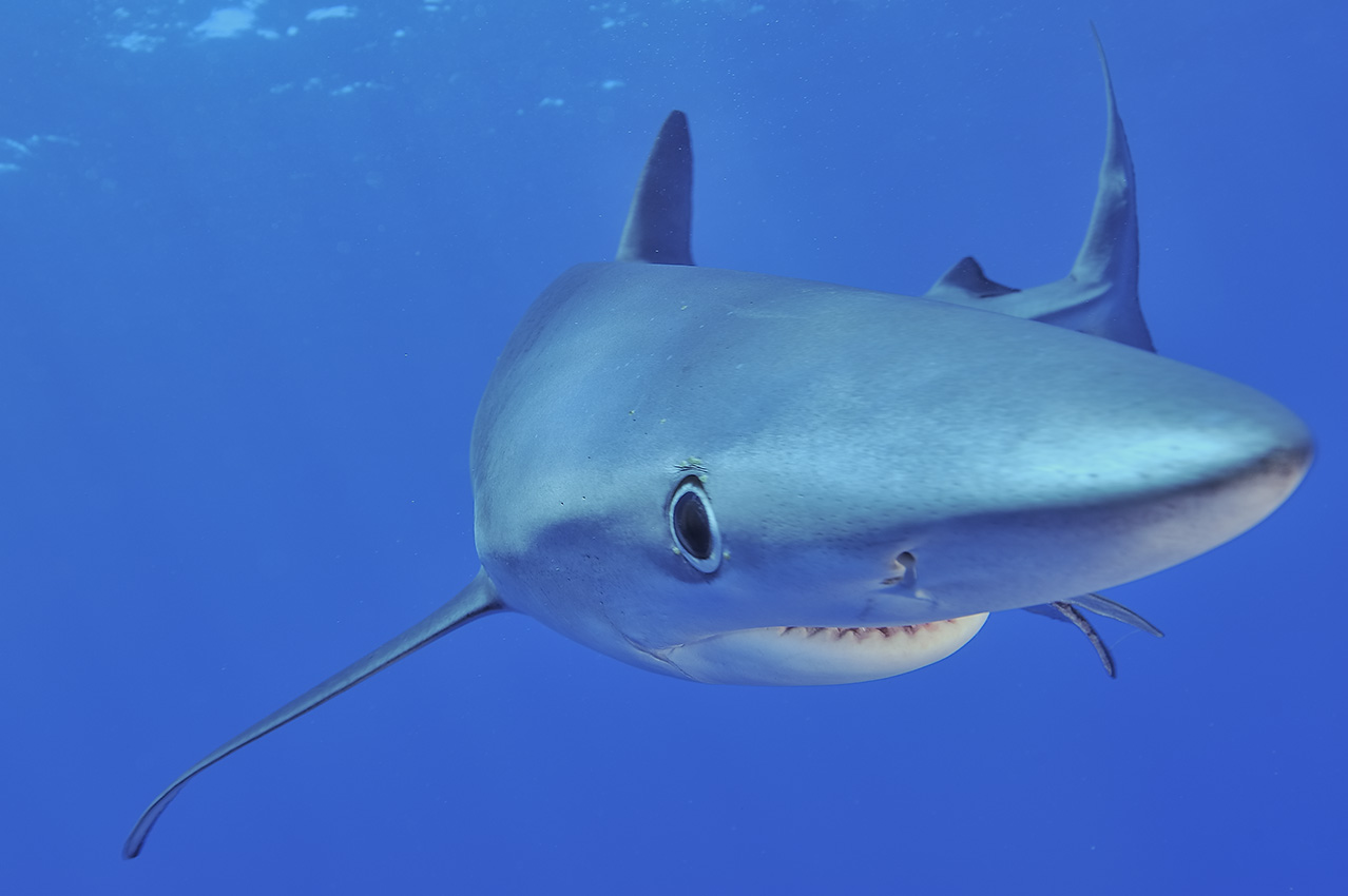 Un requin bleu ou peau bleue – Açores
