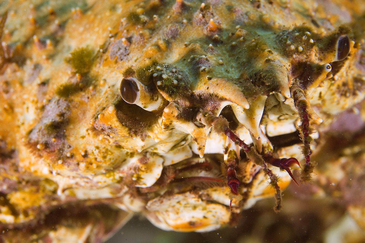 Gros plan de la tête d'un crabe araignée de mer – Australie