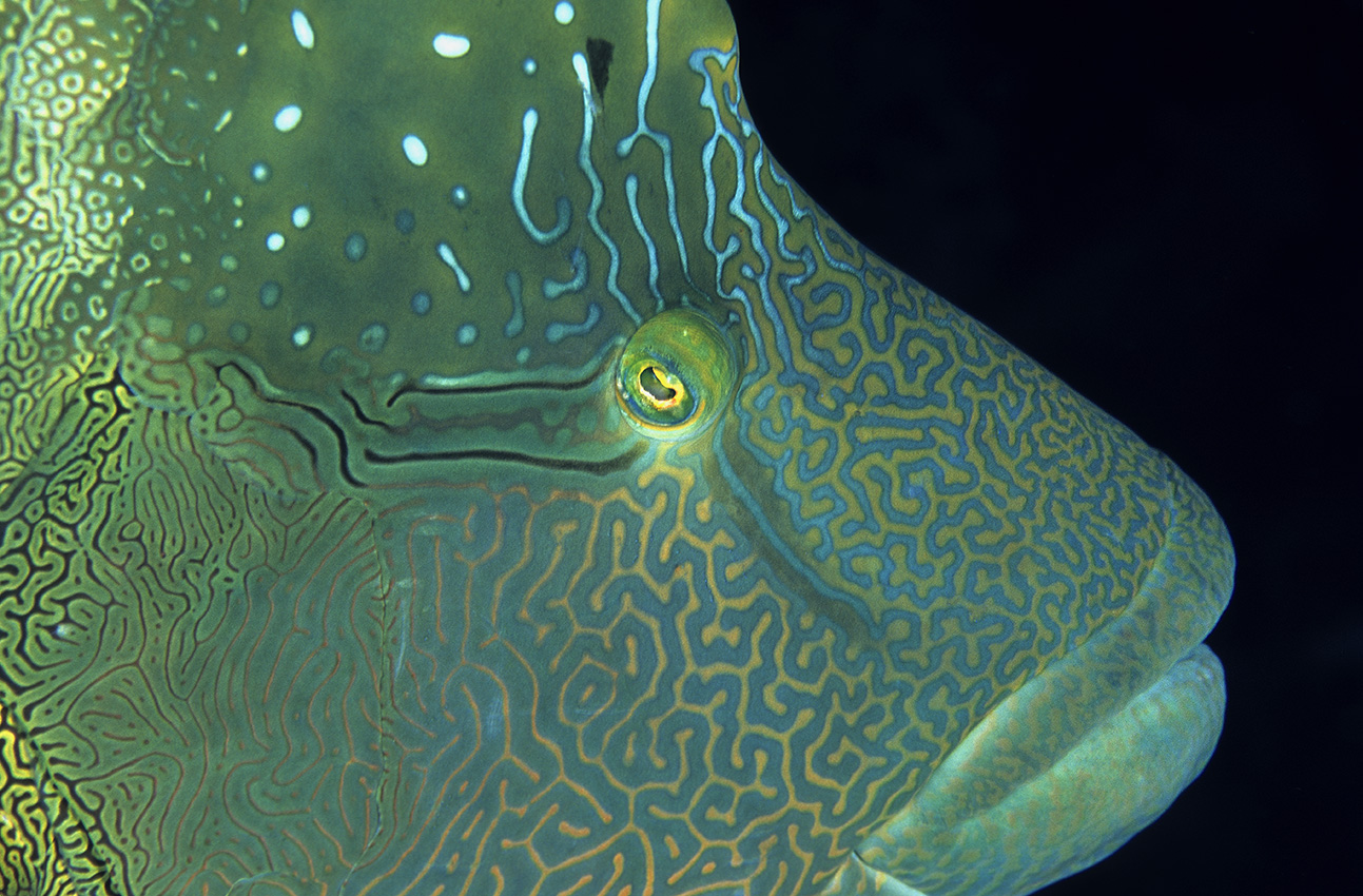 Gros plan de la tête de poisson napoléon – Maldives