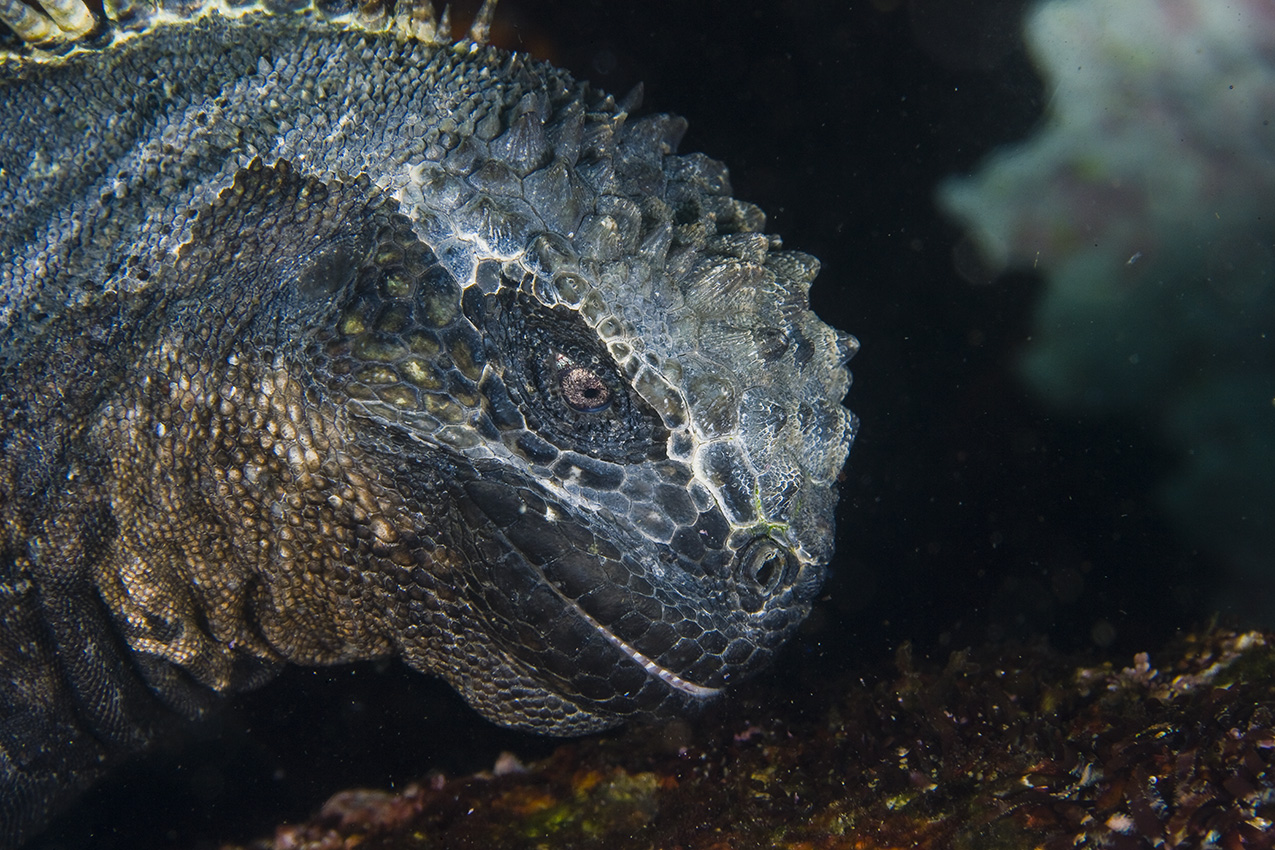 Gros plan de la tête d'un iguane marin broutant des algues sous l'eau  - Galapagos