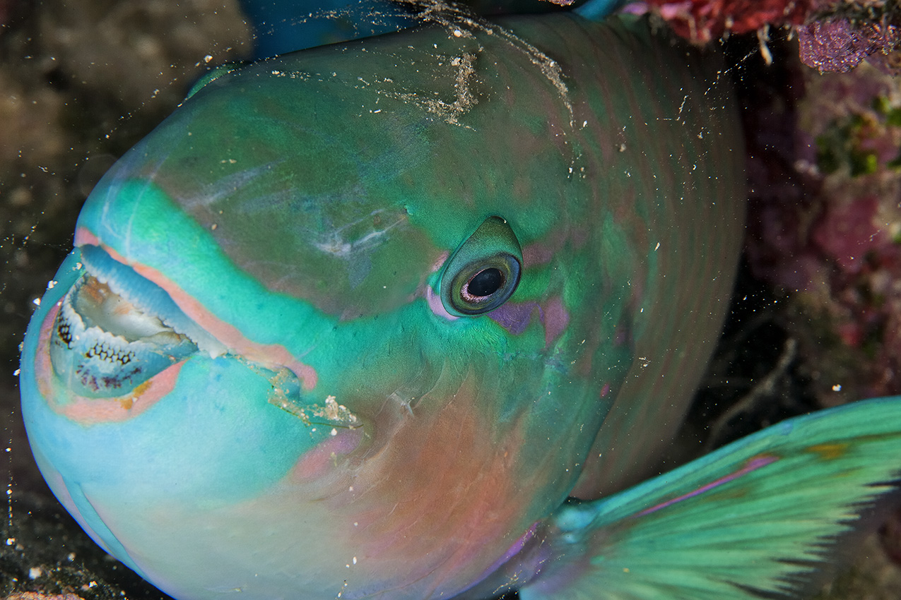 Un poisson-perroquet dormant la nuit dans son cocon de mucus- Australie