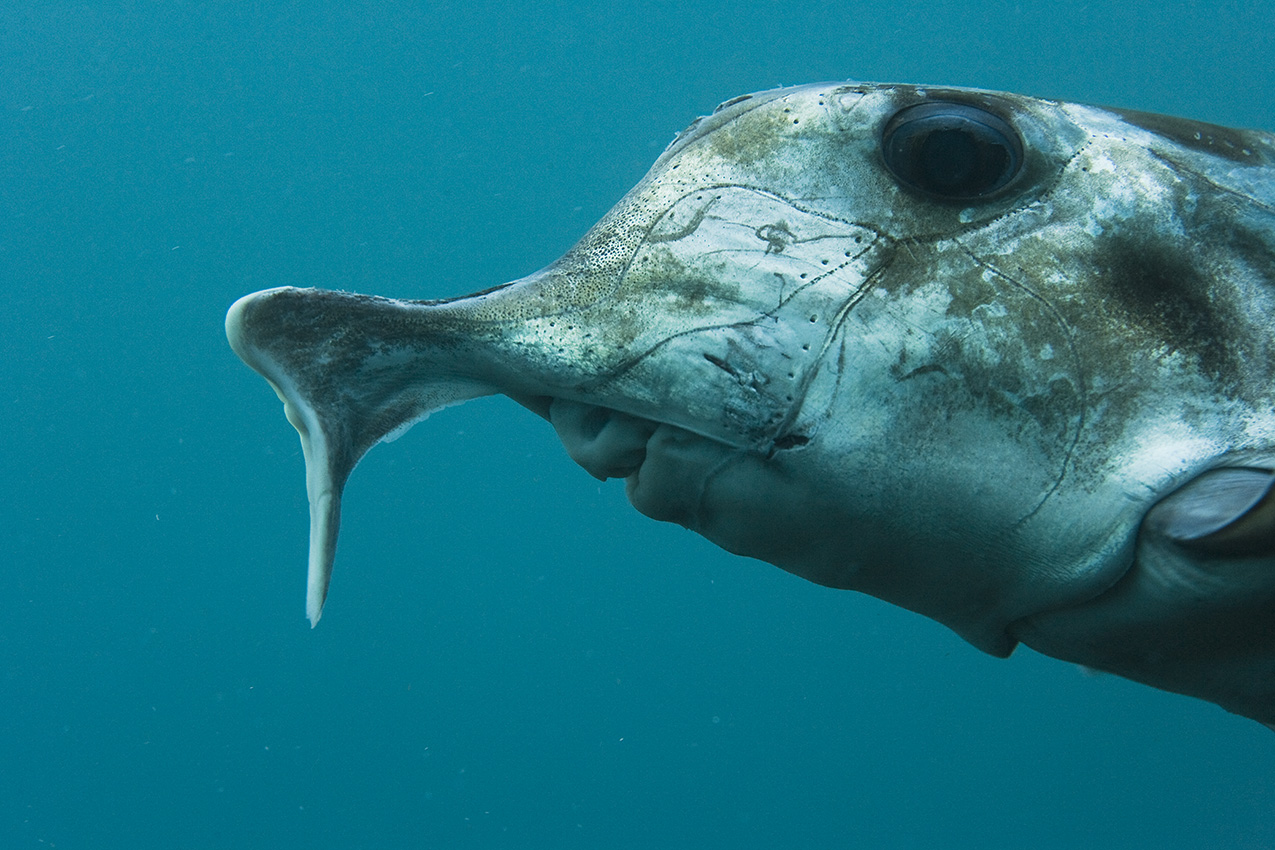 Gros plan de la tête d'une chimère éléphant ou masca laboureur – Australie