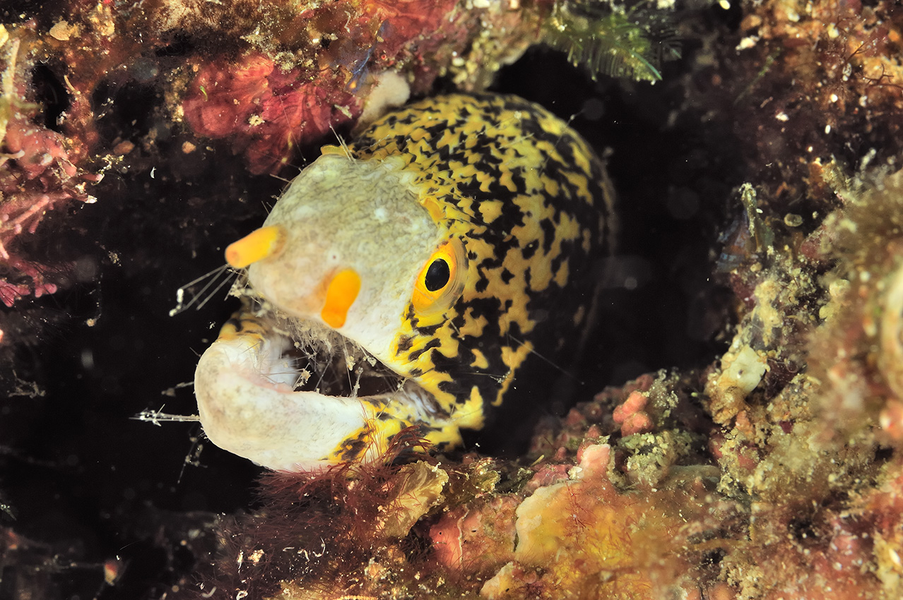 Une murène étoilée avec des épines d'oursins sur le museau et dans la bouche - Mexique