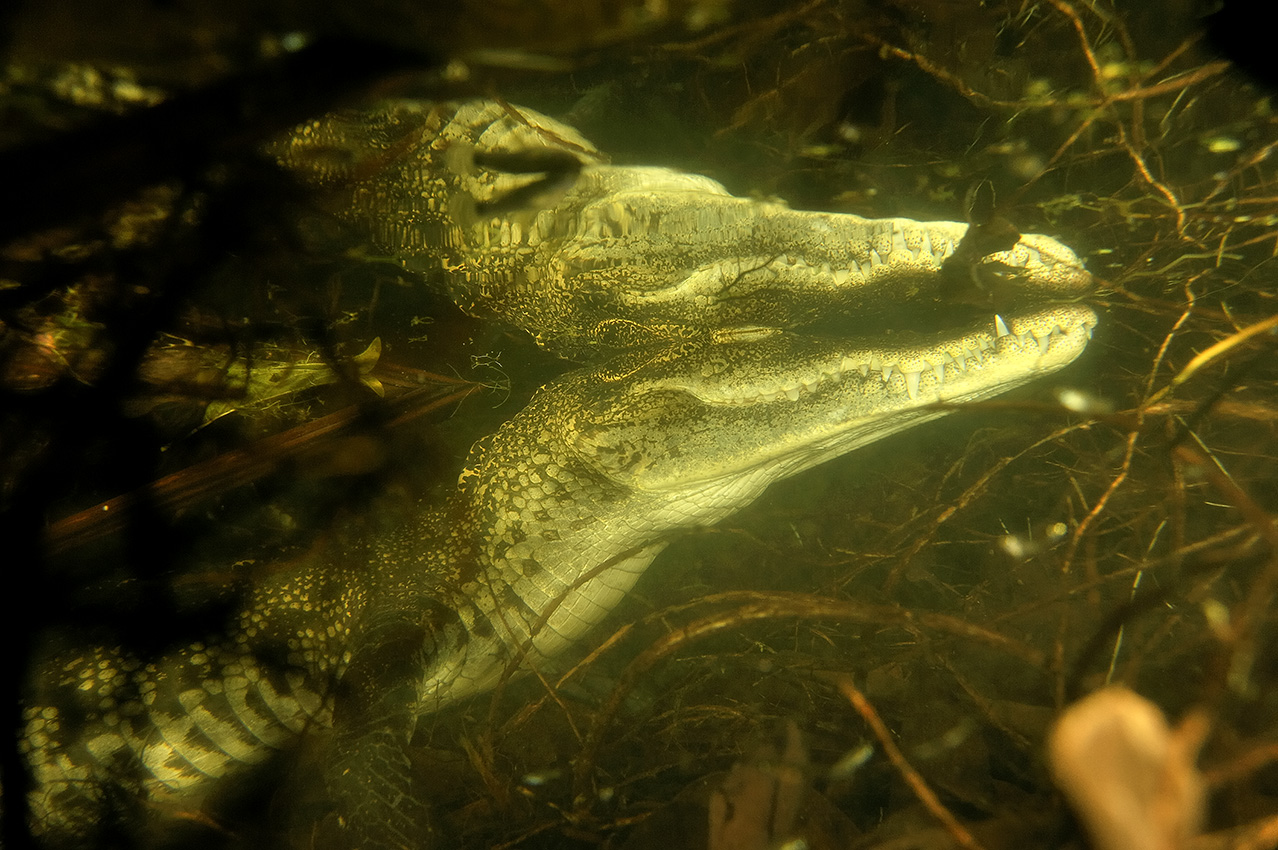 Tête d'un crocodile de Morelet ou crocodile d'Amérique centrale caché dans les plantes du cénote - Mexique