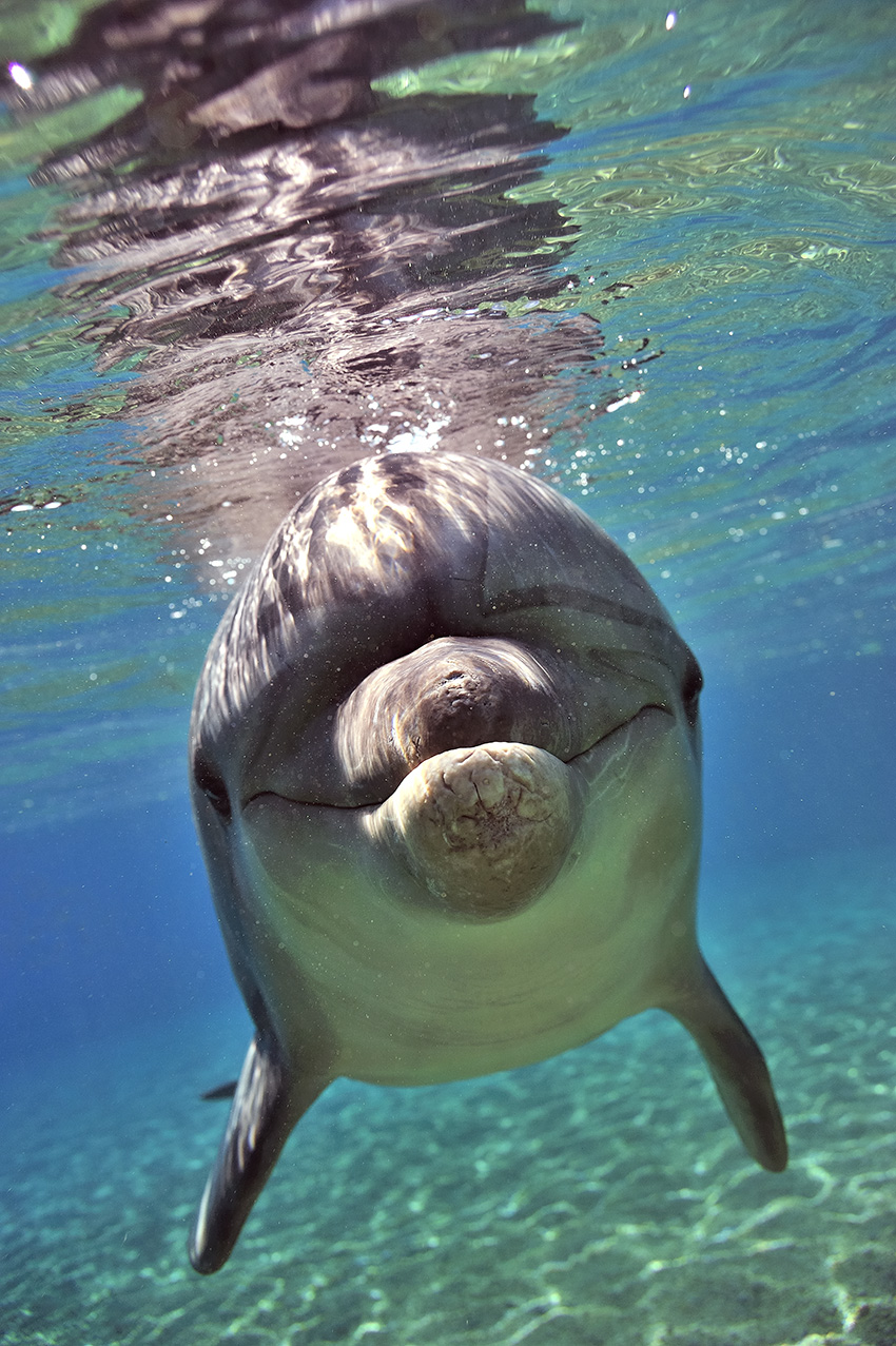 Un grand dauphin – Israël