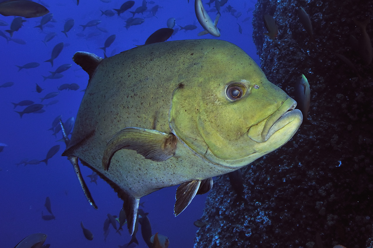 Gros plan d'une carangue noire – Mexique