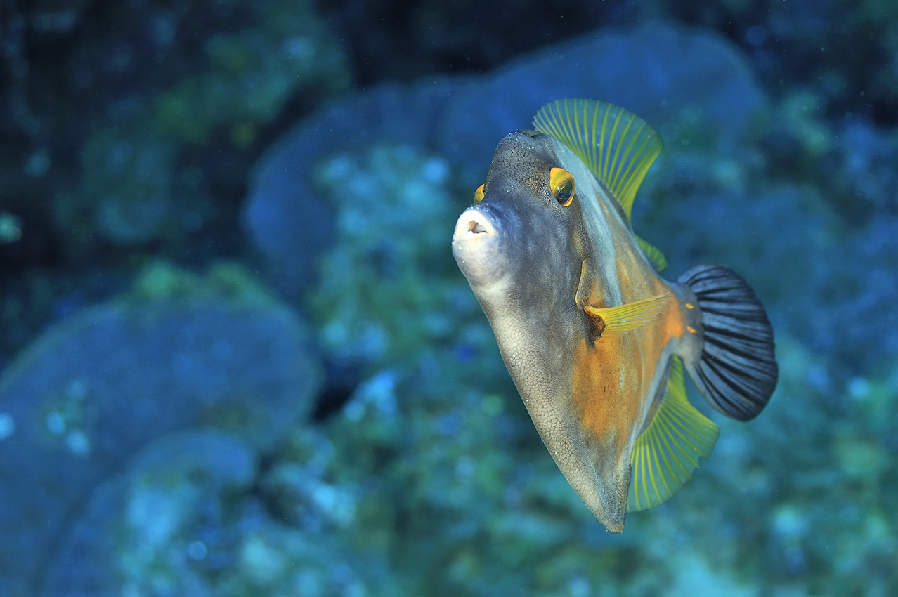 Un poisson-lime à taches blanches ou bourse cabri ou cabrit dans sa phase orange – Bahamas
