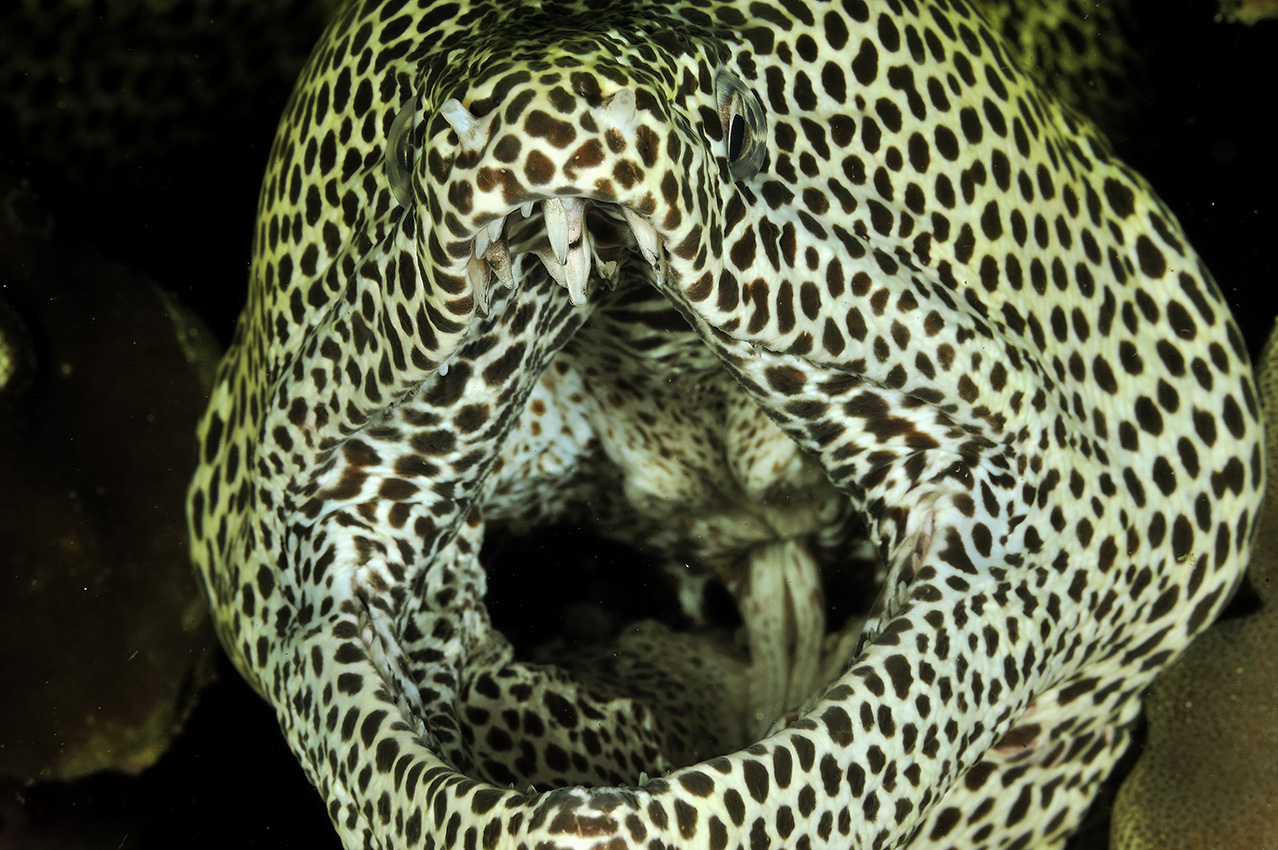 Gros plan de la tête d'une murène tachetée ou à taches noires – Oman