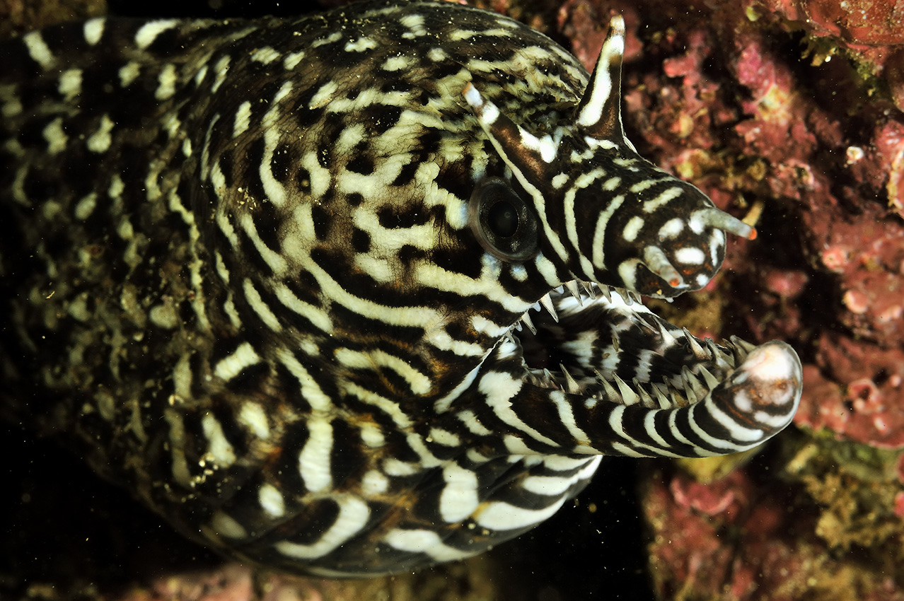 La tête d'une murène dragon – Oman