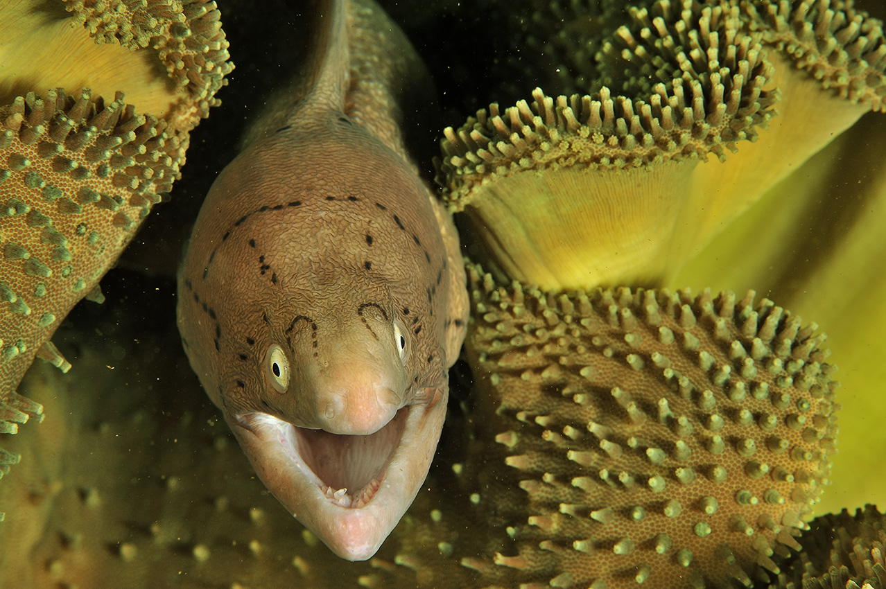 Une murène tatouée caché dans un corail mou – Oman