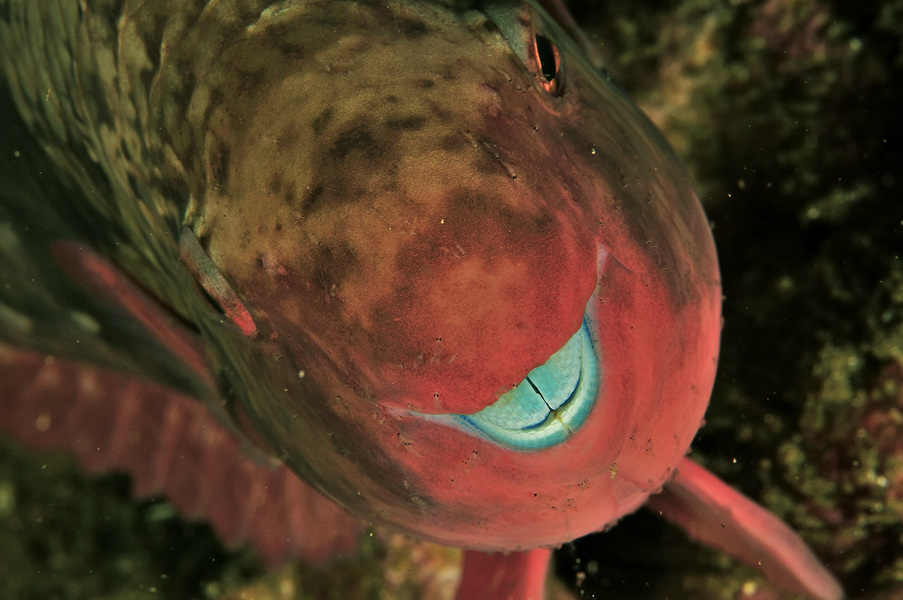 Tête de poisson-perroquet lie de vin ou prairie femelle – Oman