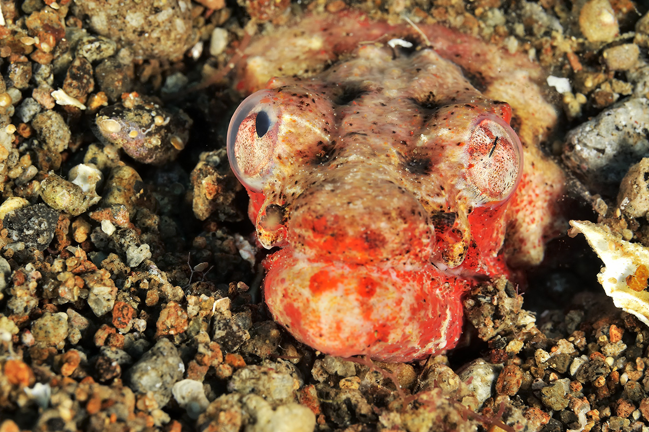 Une anguille-serpent de Henshaw – Philippines