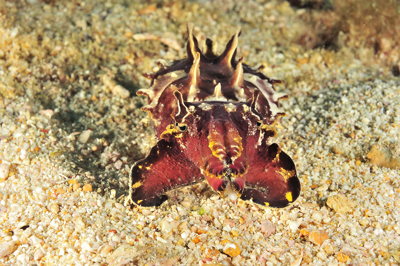 Une seiche flamboyante – Philippines