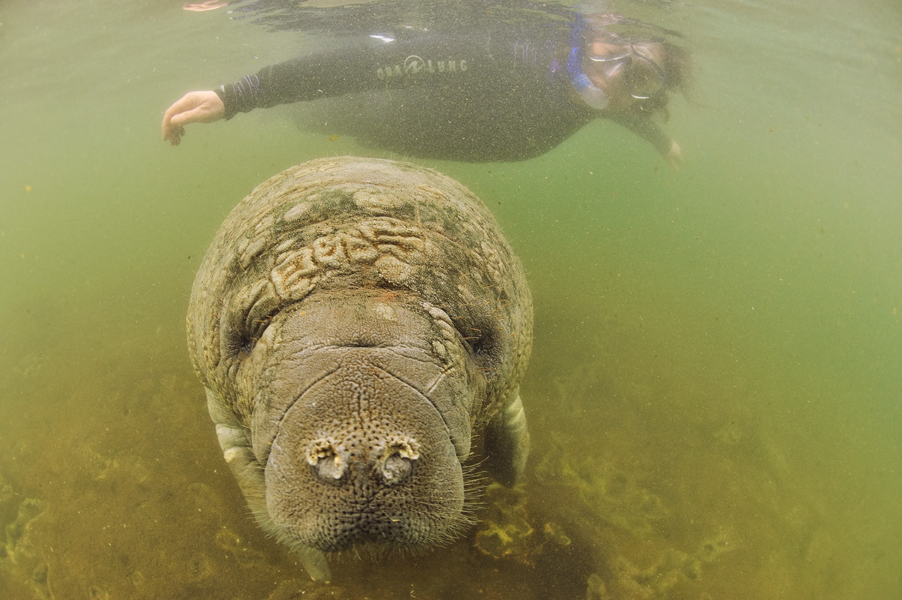 Un lamantin des Caraïbes juvénile - USA