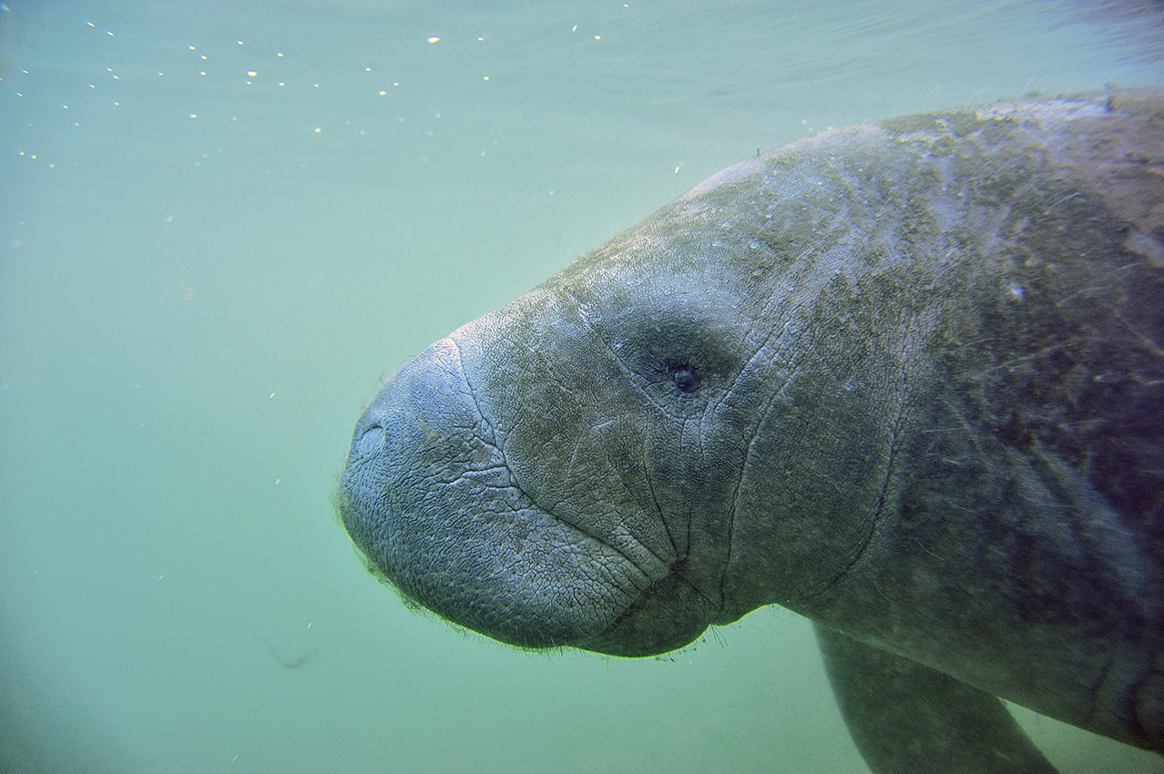 Gros plan de la tête d'un lamantin des Caraïbes – USA